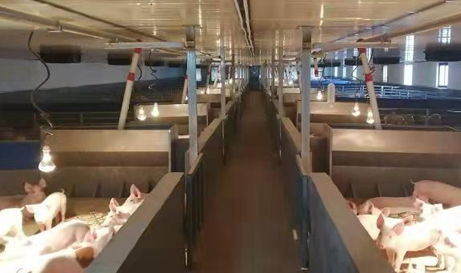 葉縣 招商引資風頭勁，鄉村振興活力增，科技中介服務賦能發展新格局